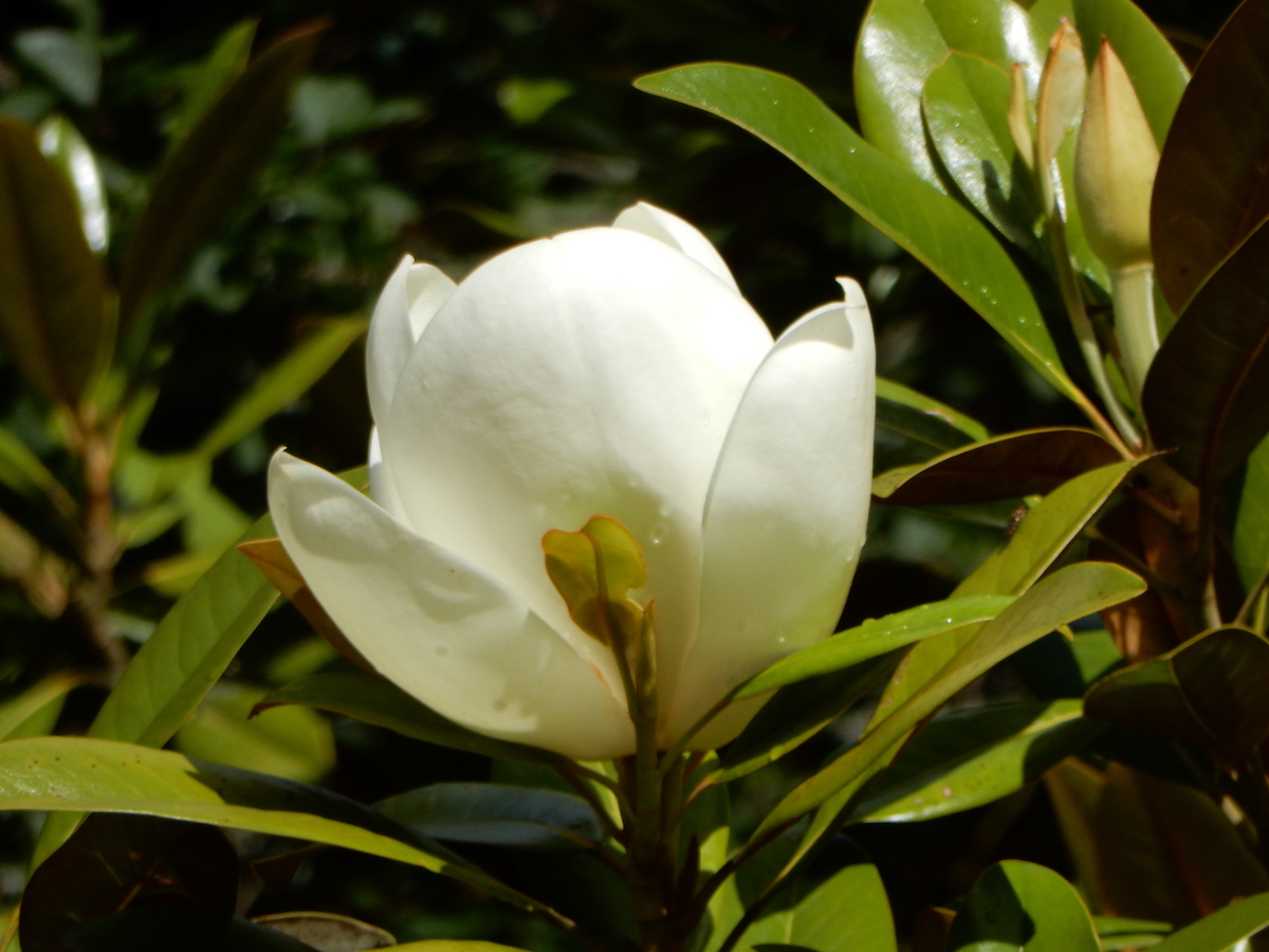 grandiflora